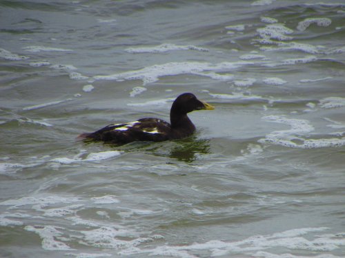 Eider Duck