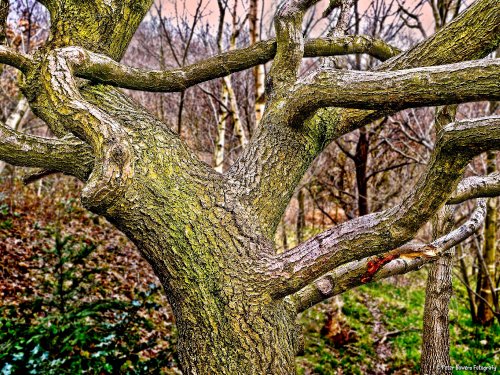 Boston Castle Park, Rotherham.