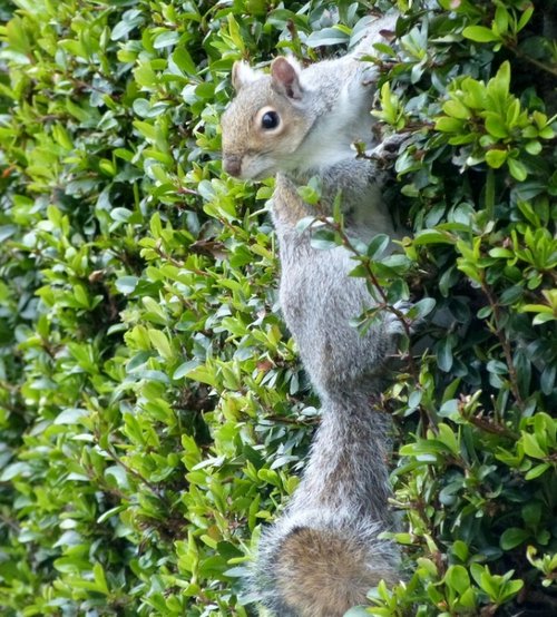 Squirrel