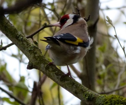 Local birds