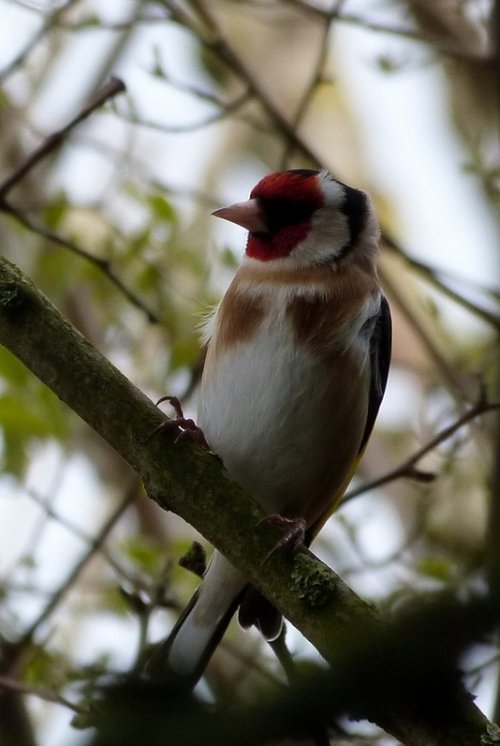 Local birds