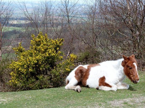 Sampford Moor