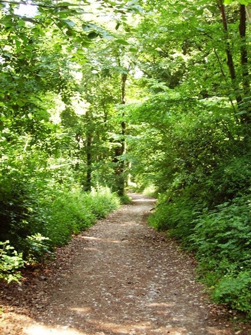 Weston Woods, Weston-Super-Mare