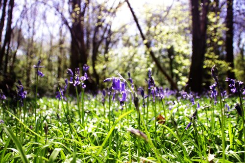 Hartshill Hayes Country Park