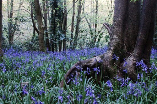 Hartshill Hayes Country Park