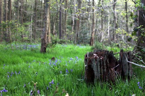 Hartshill Hayes Country Park