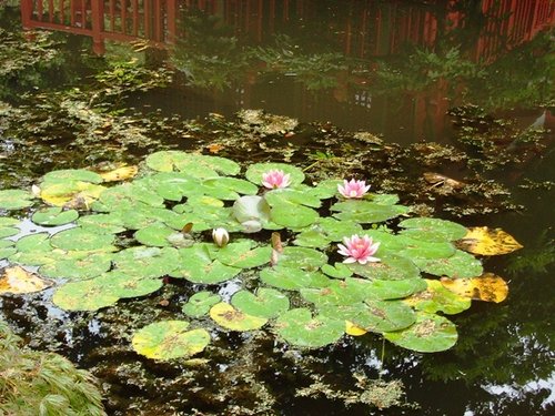 Japanese Garden, Compton Acres