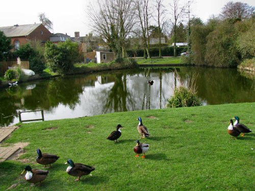 The pond at Westleton