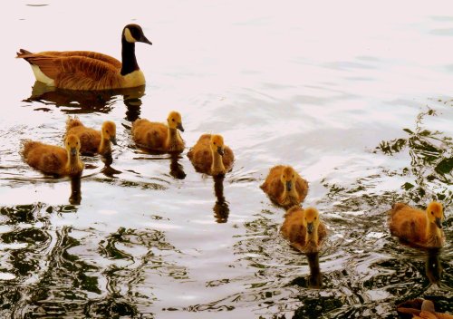 Canada Goose and family in Watermead