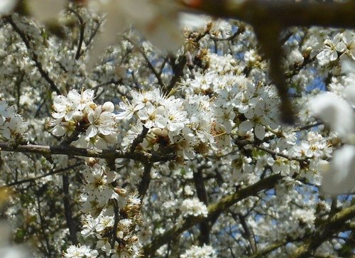 Blossom, Hatton