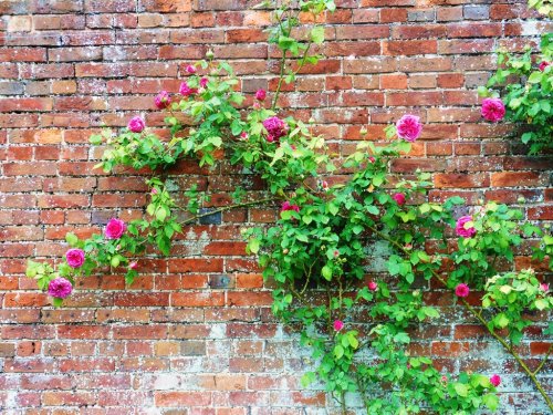 Stoneleigh Abbey Gardens