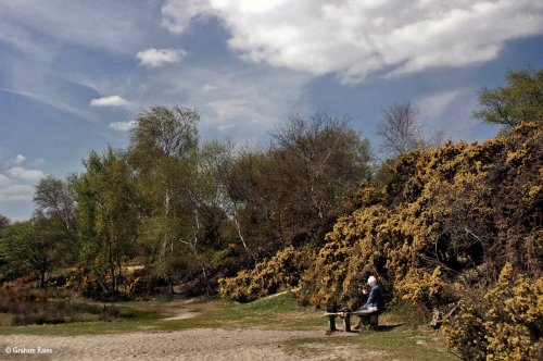 Arne RSPB Reserve, Dorset