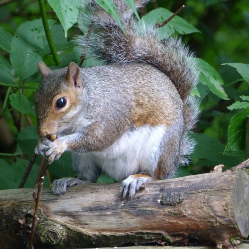 Grey Squirrel at Sherwood Forest