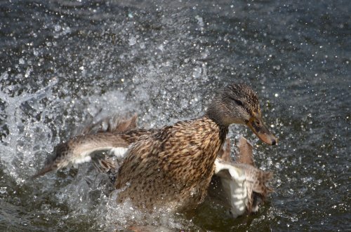 Mallard bathing