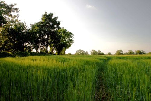 Fields of Atherstone Lanes