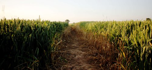 Fields of Atherstone Lanes