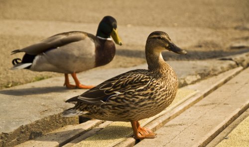 Ambleside ducks 2