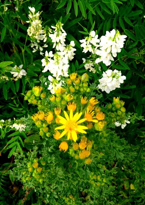 Wild flowers in Watermead