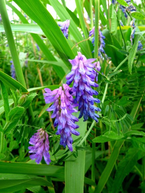 Wild flowers in Watermead