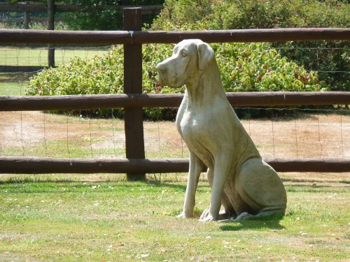 Now that's a big doggy