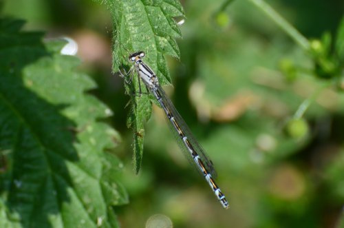 Female Common Blue Damselfly