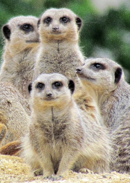 Meerkats at Longleat Safari Park