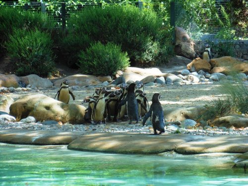 Penguins at London Zoo