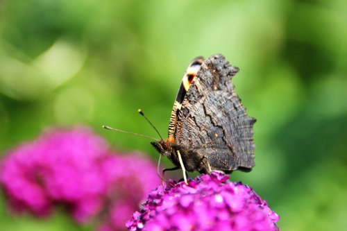 Butterfly at Hartshill