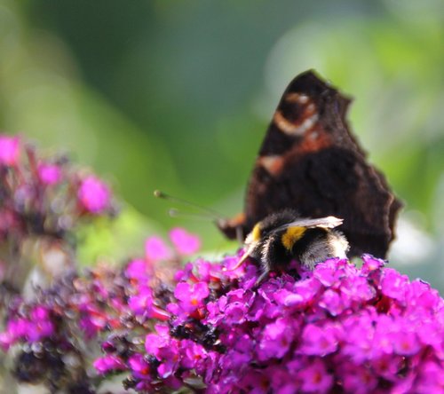 Butterfly at Hartshill