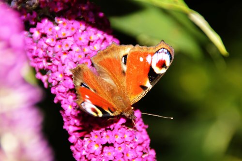 Butterfly at Hartshill