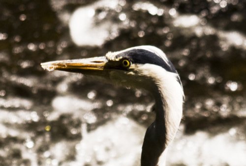 Heron 2