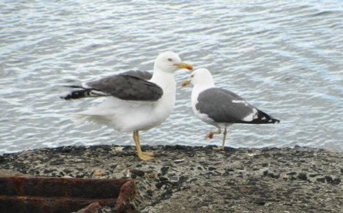 Sea Gulls