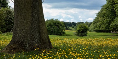 Beverley Westwood