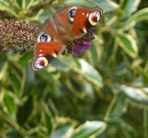 One of the numerous butterflies