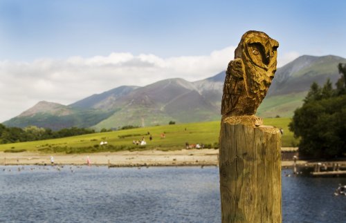 Derwentwater owl