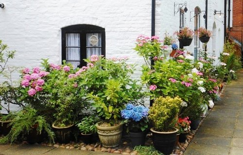 Flowers in Vicars Close, Lichfield