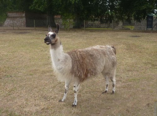 Llama at St Olaves Priory