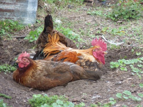 Chicken Run - well lay down.