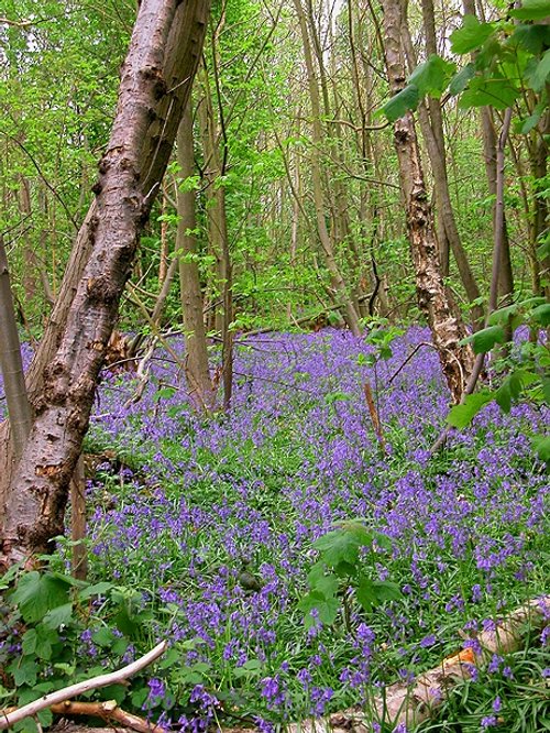 Norsey Wood Country Park, Essex