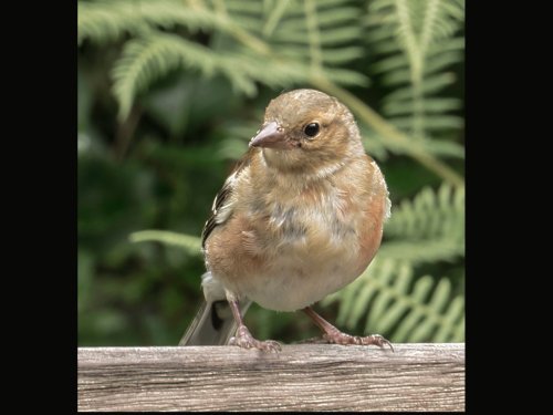 Lynton, Watersmeet. A young Chaffinch