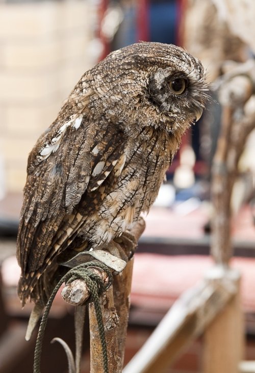 Little Owl 2 Haverthwaite