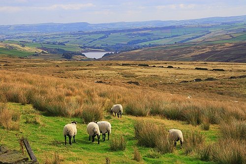 Sheep on Saddleworth Moor