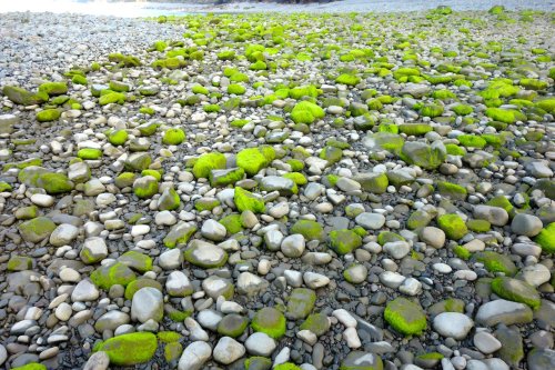 Pebble beach at Clovelly, Devon