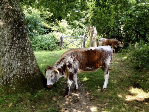 On the footpath from Clovelly to the coastal cliffs