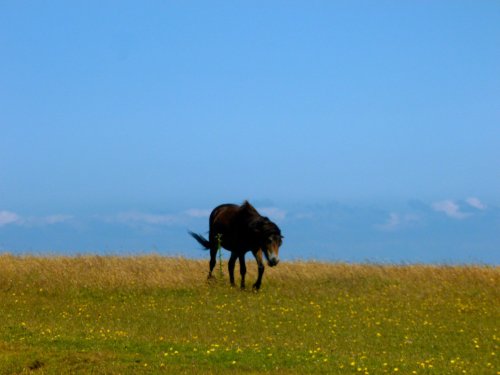 Exmoor Pony