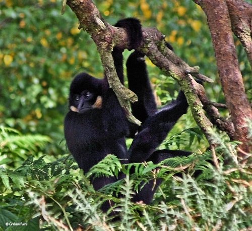 Monkey World, Dorset.