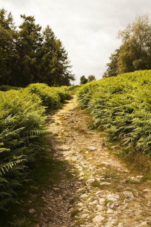 The Cumbria Way, Sunnybank, Coniston