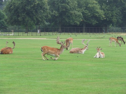 Belton House