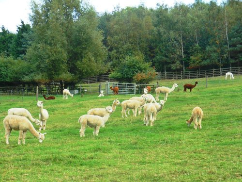 Toft Alpacas