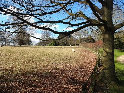 Parkland at Nidd in Autumn